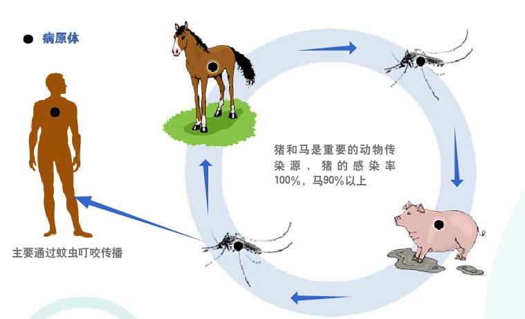 乙腦是由什么傳播的？乙腦的傳播途徑